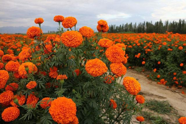 What is lutein from marigold flower?