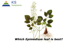 Which Epimedium leaf is best