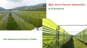 Q&A About Natural Astaxanthin