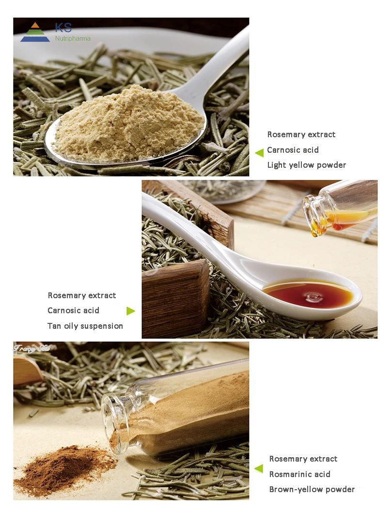 Rosemary extract different specification