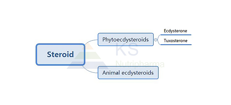 The link between Steroids, Phytoecdysteroids, and Animal ecdysteroids