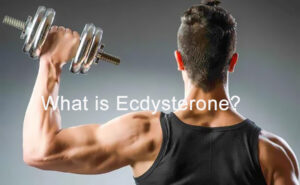 What is ecdysterone